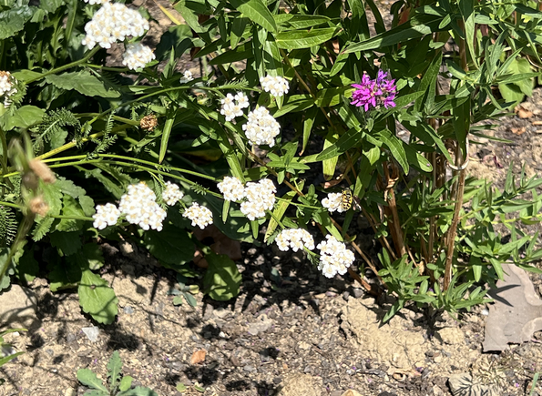 Weisse und violette Blumen