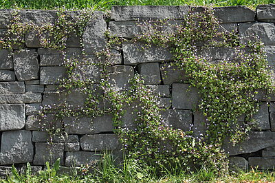Natursteinmauer am Bahnhof Steinebrunn