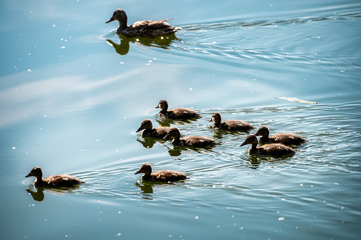 Enten schwimmen in einem See in der Magadino-Ebene